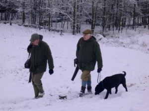 Driven Pheasant England UK